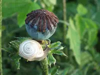 DSCF1471.webp