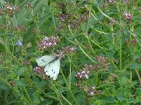 DSC03259.webp