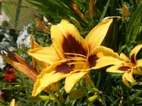 DSCN5882_01.webp