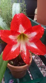 kleine Amarylis.webp