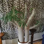 IMG_20180622_160005.webp