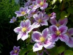 Clematis 11.jpg