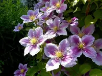 Clematis 11.webp