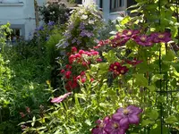 Clematis 12.webp