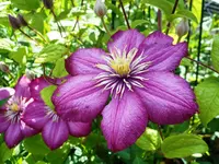 Clematis 13.webp