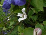 Clematis 9.jpg