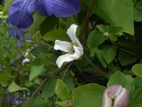 Clematis 9.webp