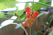 c001.jpg