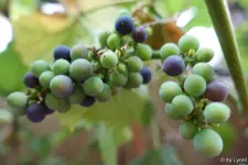c003.webp
