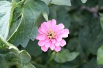 Garten Juni 51.jpg