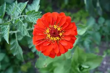 Garten Juni 53.jpg
