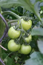 Garten Juni 50.jpg