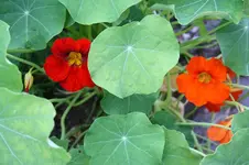 Garten Juni 48.webp
