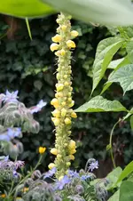 Garten Juni 54.webp
