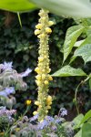 Garten Juni 54.jpg