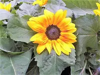 DSCI0286.webp