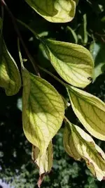 aprikose1.webp