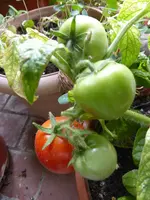 P1100058Balkonstar.webp