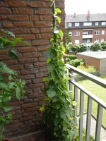 P1100081Susanne.webp