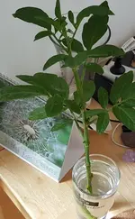 20180623_151650_resized.jpg