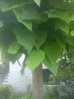 DSC05007.webp