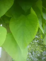 DSC05008.webp
