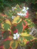 DSC05053.webp