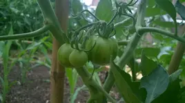 WP_20180623_012.webp