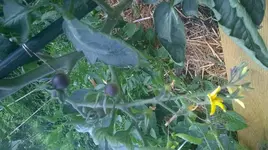 WP_20180623_009.jpg