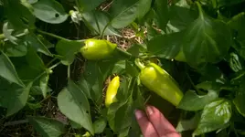 WP_20180623_006.jpg
