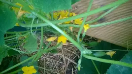 WP_20180623_004.jpg