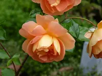 203801AF-A7F3-460B-B779-93A9245EE595.webp