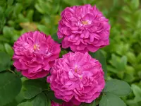 D0070363-B540-4955-A06B-448E2C13FDEB.webp