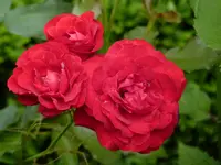 7B8E5744-51E2-4136-AA5C-C6C67EF51912.webp