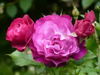 C205905E-956B-4BCC-8966-AE459D320BB1.jpeg