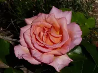 91166E83-8BFE-4DC7-8CBE-089E1C939910.webp