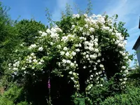 9383608B-5C4A-4FE0-8C72-A6E47D886CBE.webp