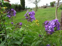 DSC03286.webp