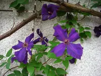 DSCI0839.webp