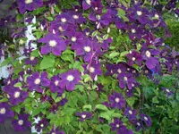 DSCI0847.webp