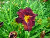 DSCI0849.webp