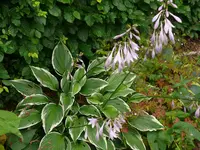 Funkien Hostas (1).webp