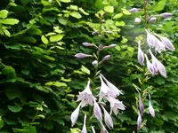 Funkien Hostas (3).webp