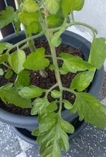 Tomate1_gelbe Blätter.webp