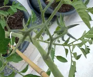 Tomate2.webp