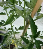 Tomate2_Stängel.webp