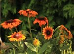 Rudbeckie_22062018_900.JPG