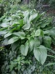 hosta groß.jpg