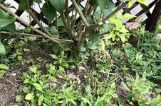 flieder.webp