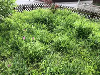 wildwuchs.webp